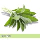 Sage-鼠尾草